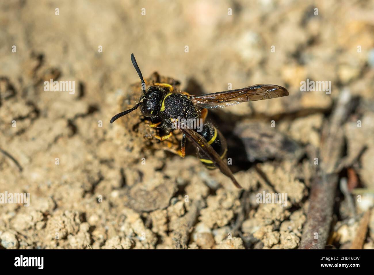 Stachelige Maurerwespe Stockfoto