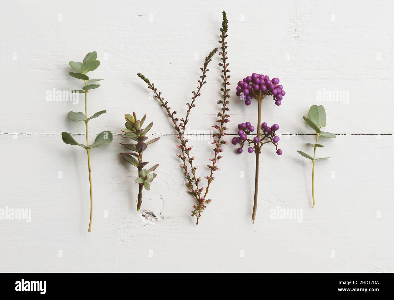 Pflanze, Blumen, verschiedene, Pflanzen, Blume, Blütenvalentain Stockfoto
