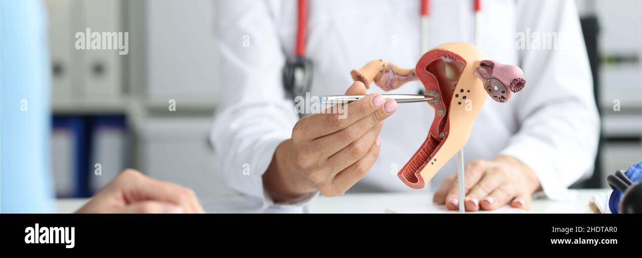 Gynäkologe zeigt die Arbeit der Patienten am Trainingsmodell des