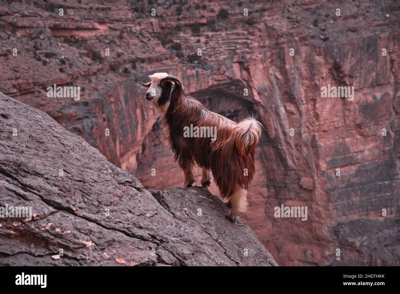 Ziege steht am Rand des Canyons Stockfoto