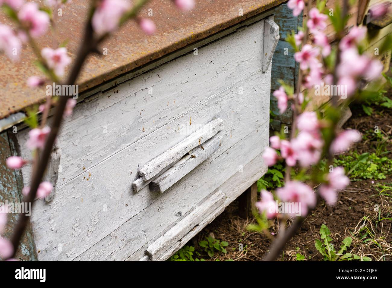 Bienenstöcke aus Holz und blauem Styropor stehen auf einer Wiese. Die Krokusse blühen. Es ist Frühling. Stockfoto