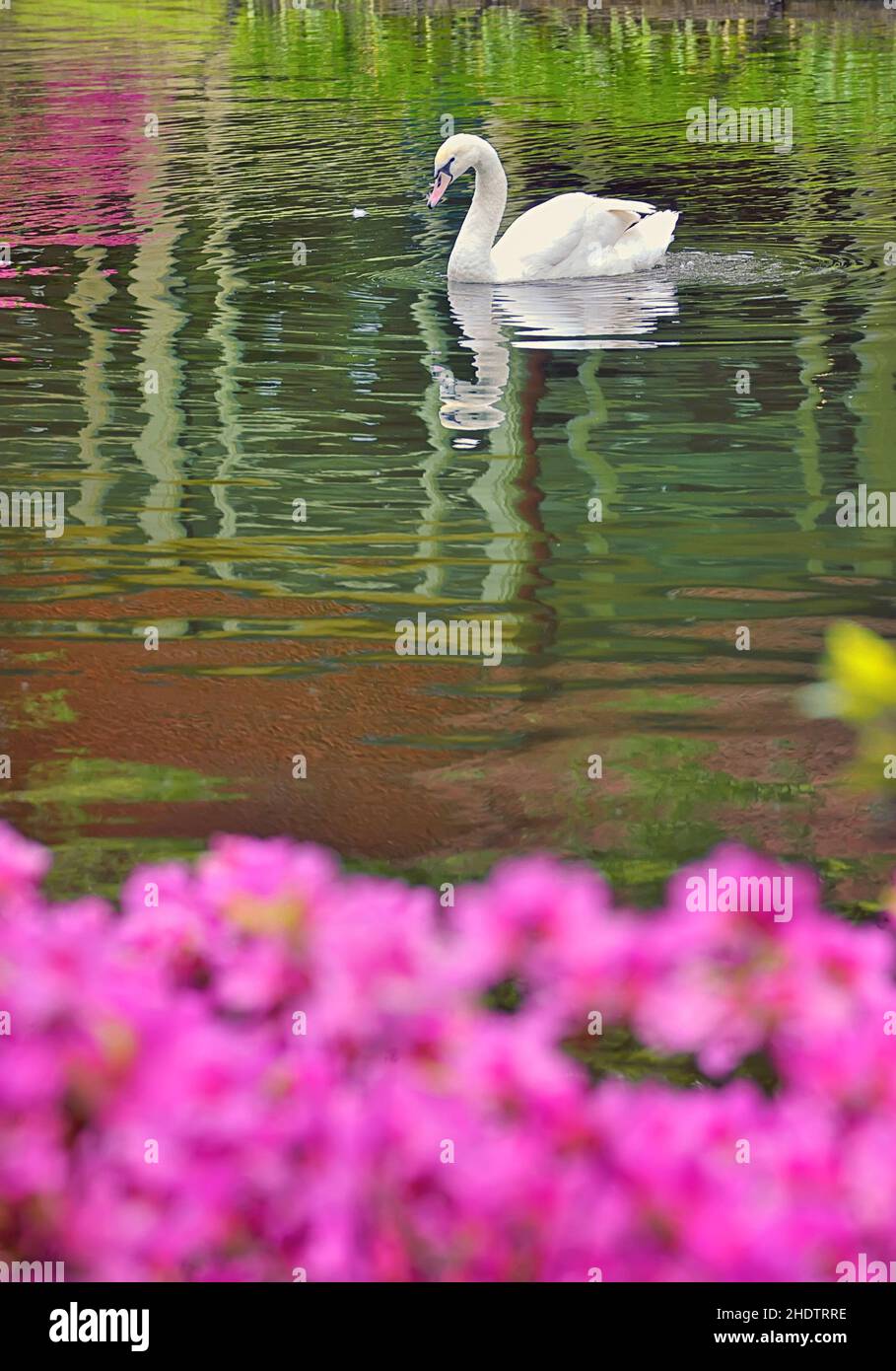 Idyllische Szene, Schwan, Idylle, Schwäne Stockfoto