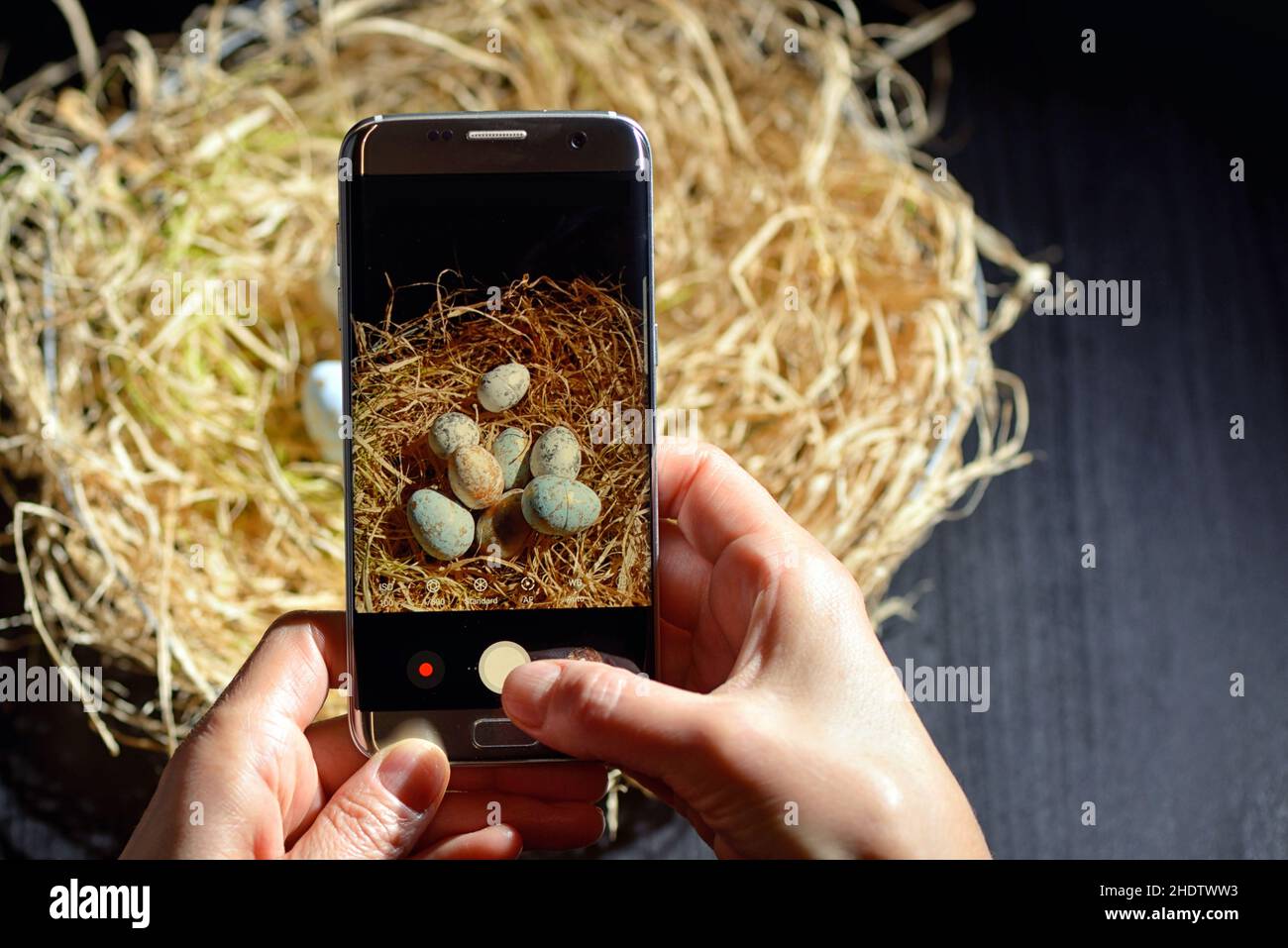 Fotografie, osterdekoration, Smartphone, Fotografien, osterdekorationen, Smartphones, Smartphones, Smartphones Stockfoto