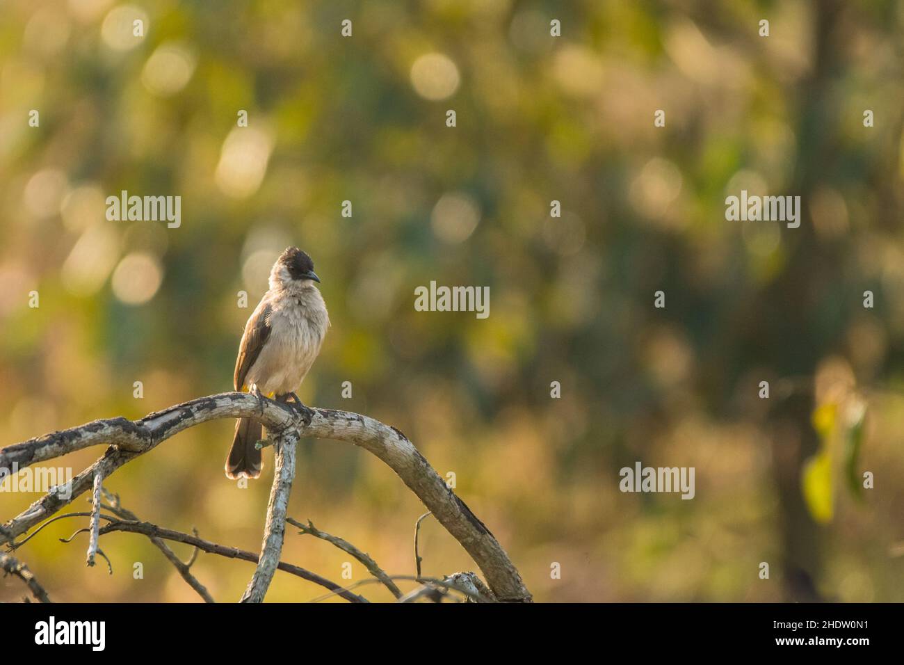 Rußköpfiger Bulbul/Pycnonotus-Aurigaster Stockfoto