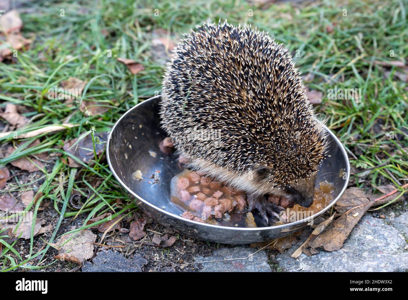 Igel sitzt im Katzenfutter Stockfoto