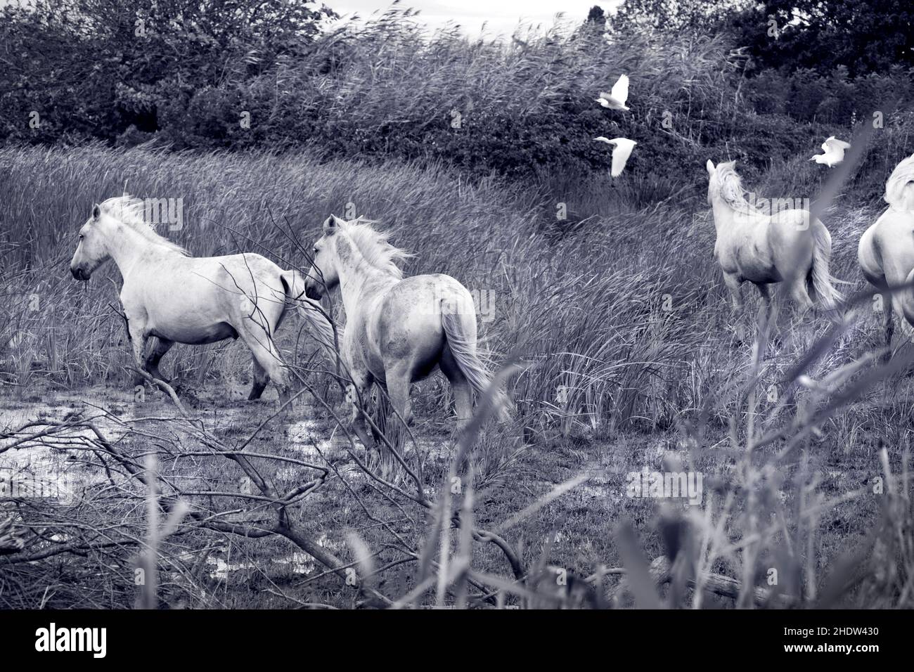 Herde, camargue-Pferd, Herden, Pferde Stockfoto