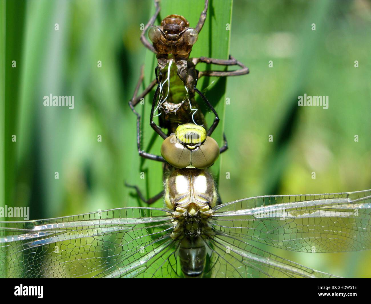 libelle, schlüpfen, enthäuten, Libellen Stockfoto