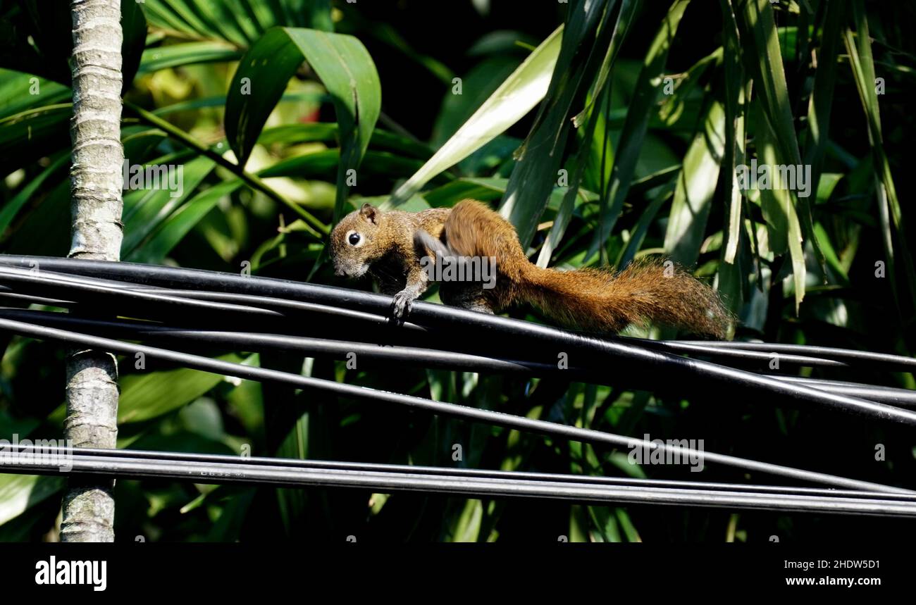 Braunes Eichhörnchen an der Stromleitung. Stockfoto