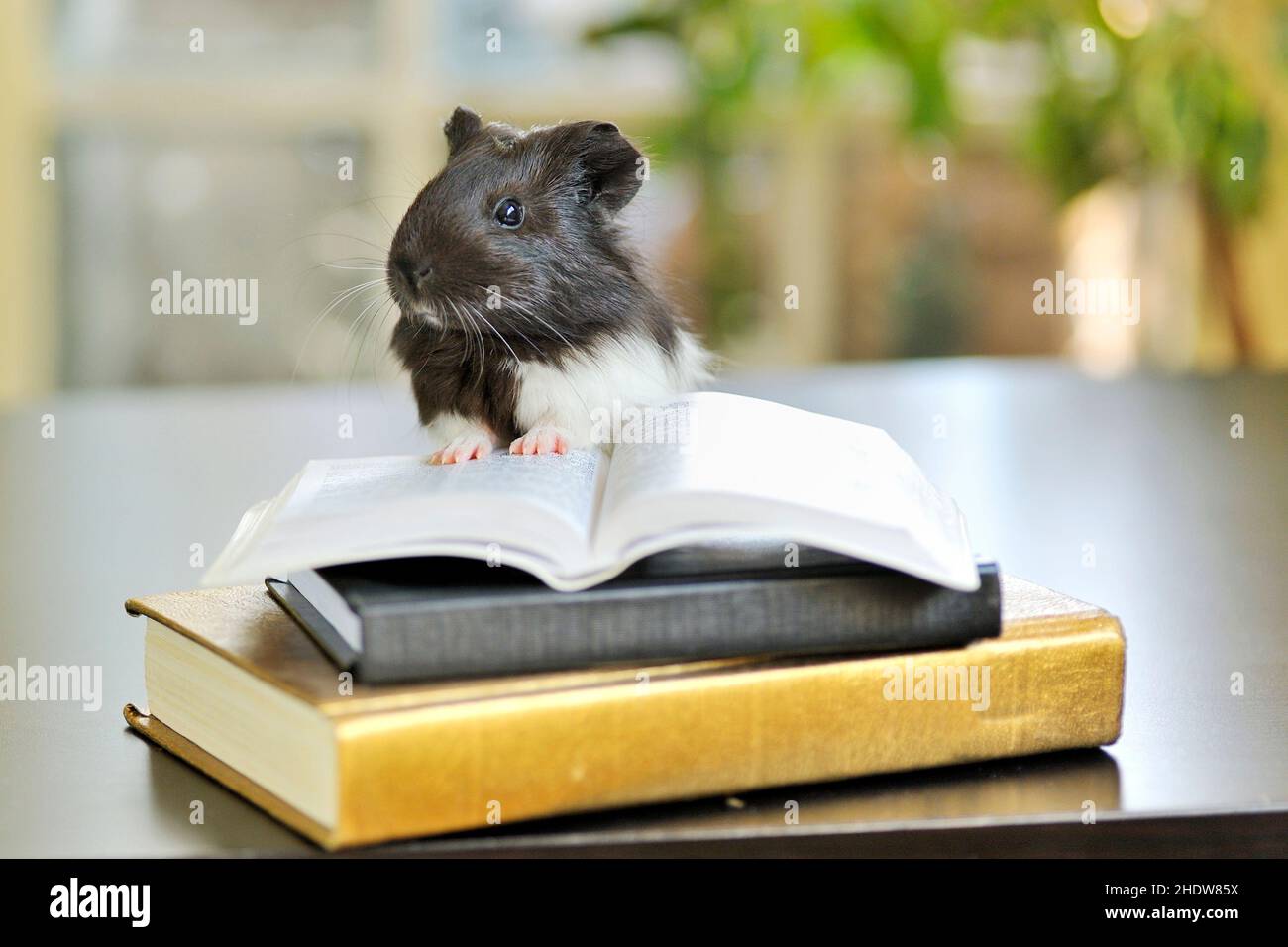 Buch, Bücherwurm, Perlhühner, Bücher, Bücherwürmer, guineas Stockfoto