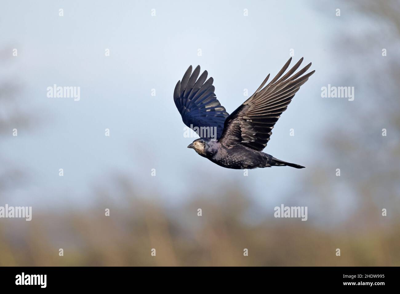 Rook im Flug in Slimbridge WWT Gloucestershire UK Stockfoto