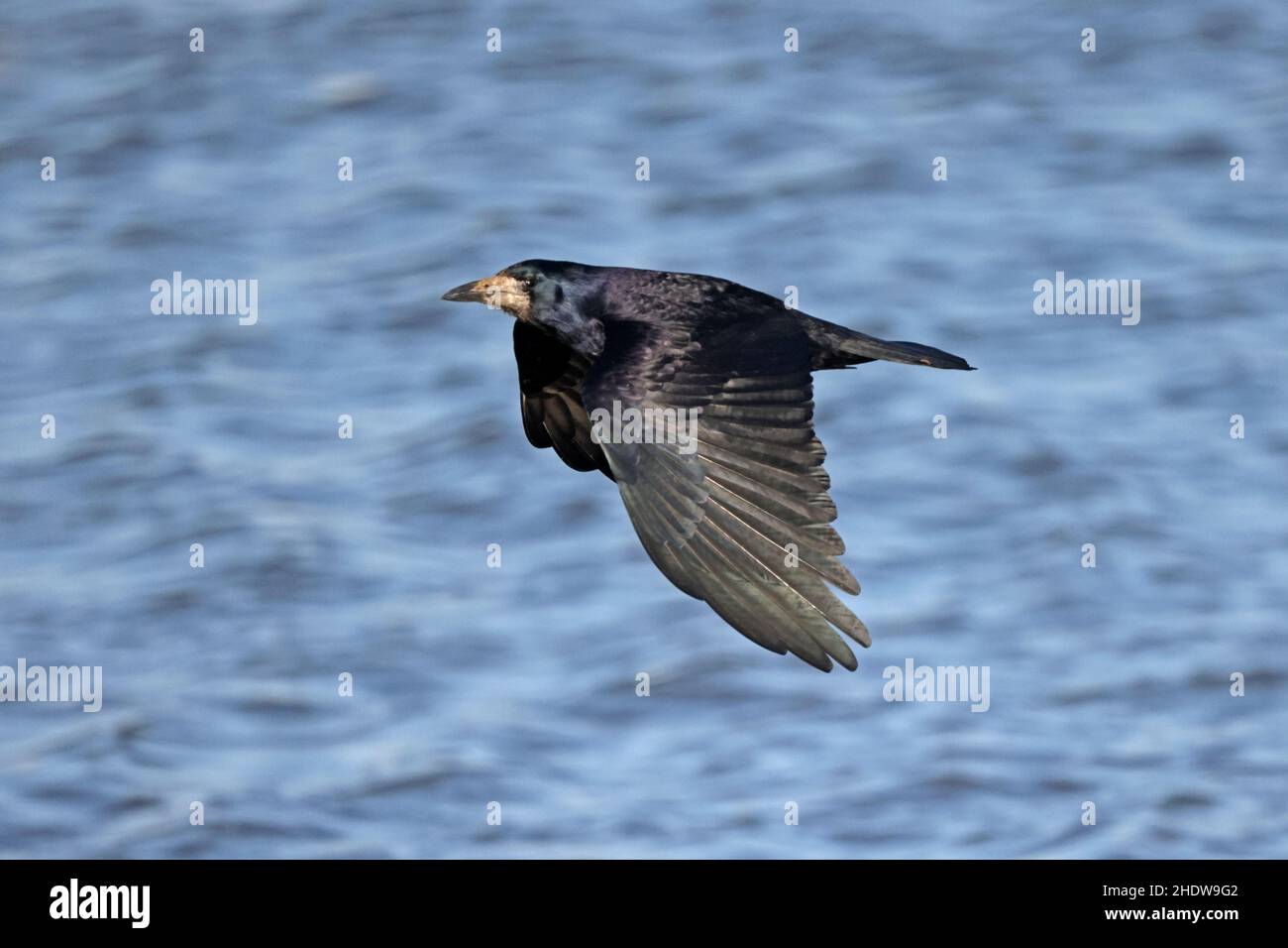 Rook im Flug in Slimbridge WWT Gloucestershire UK Stockfoto