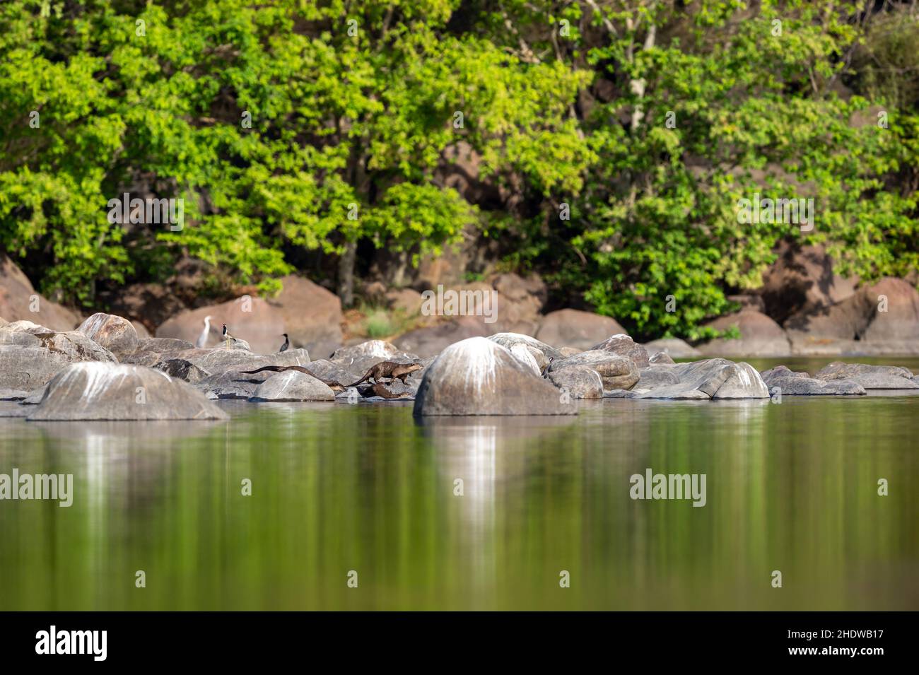 Glatte beschichtete Otter oder Lutogale perspicillata Familie spielen am Ufer des flusses ramganga. Natur Leinwand Malerei mit Reflexion in ruhigen Wasser corbett Stockfoto