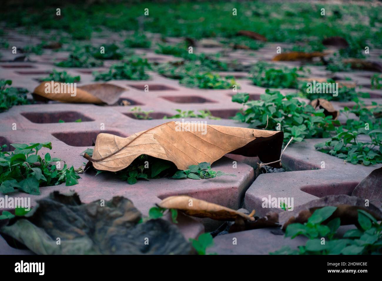 Eine Nahaufnahme von heruntergefallenen Blättern auf dem Fußweg mit Kacheln und Unkrautwachstum. Stockfoto
