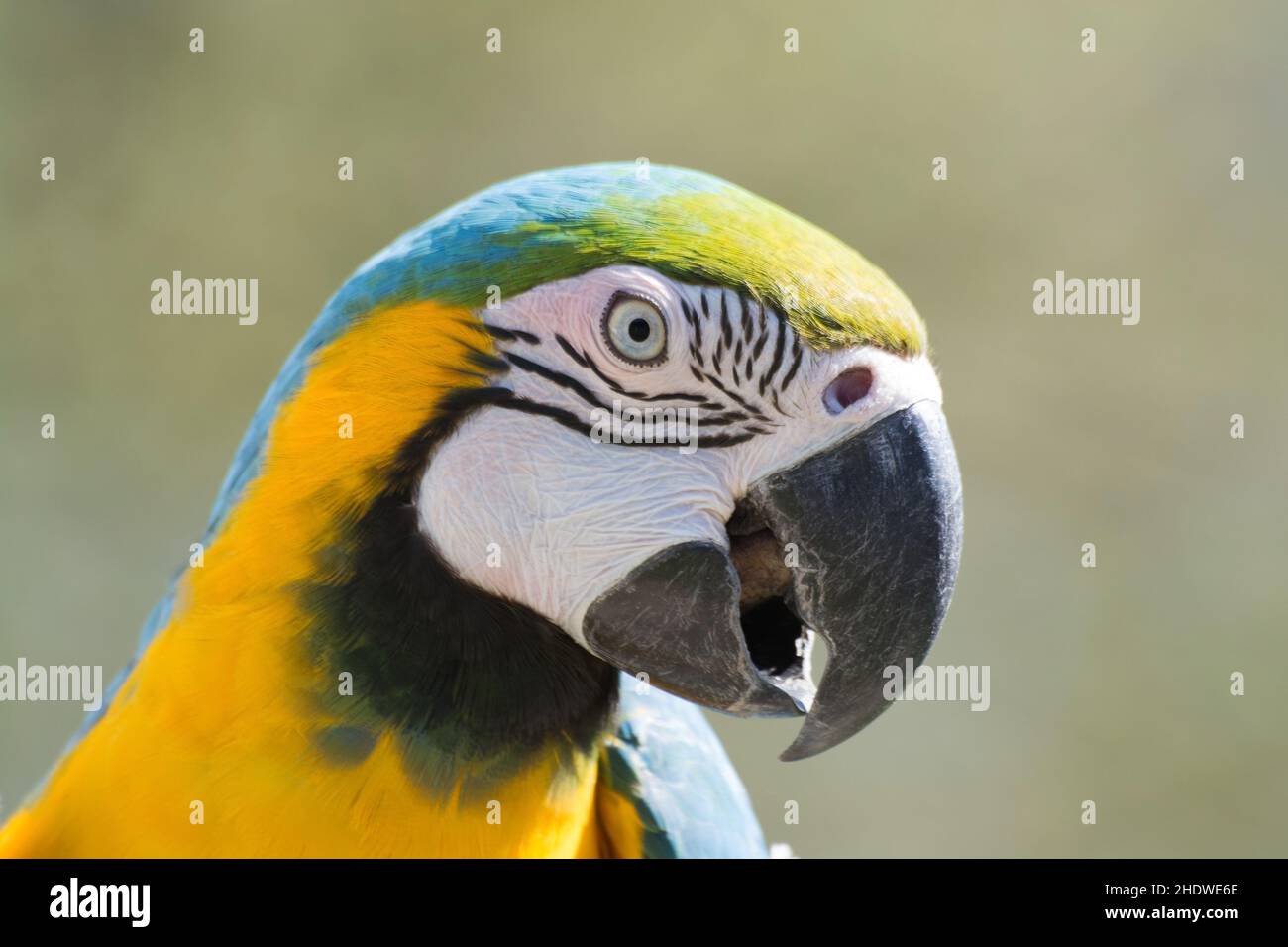 Gold- und Blauaras, Gold- und Blauaras Stockfoto