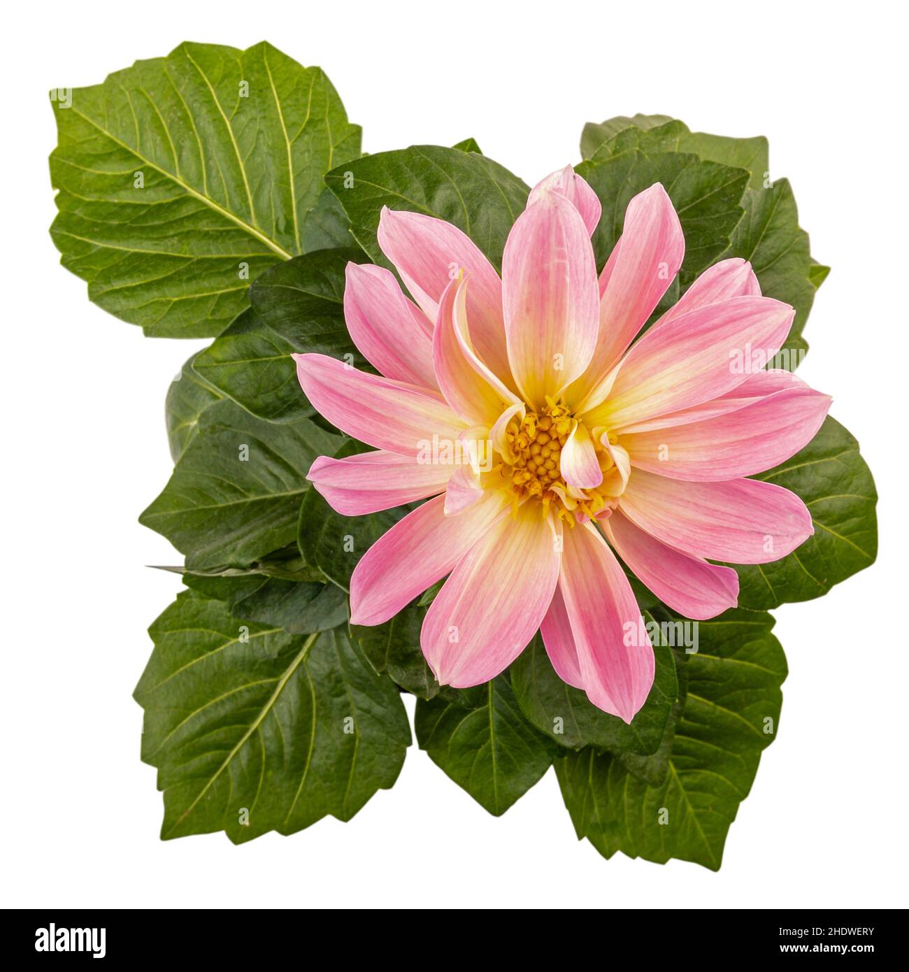 Hellrosa Dahlie in voller Blüte isoliert auf weißem Hintergrund Stockfoto