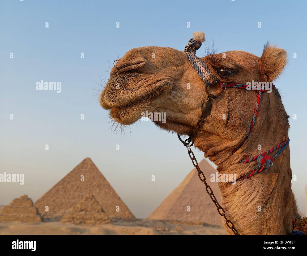 Porträt eines niedlichen Kamels mit den Pyramiden im Hintergrund Stockfoto