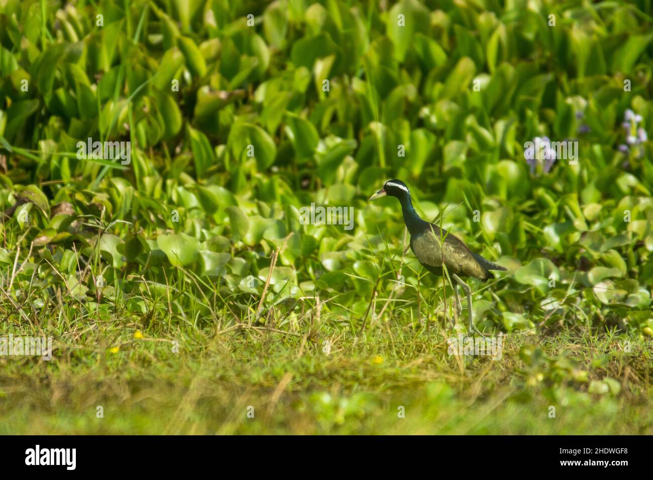 Jacana mit Bronzeflügeln, Metopidius indicus, Vietnam. Stockfoto