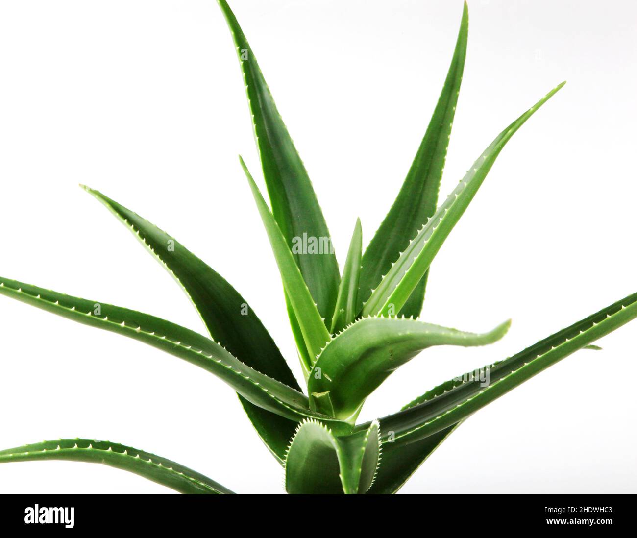 Echte Aloe, echte Aloe Stockfoto