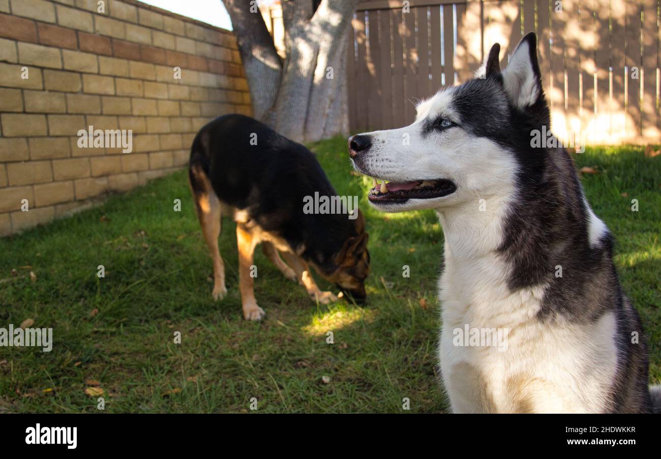 Nahaufnahme des sibirischen Husky mit einem deutschen Hirten im Garten. Stockfoto