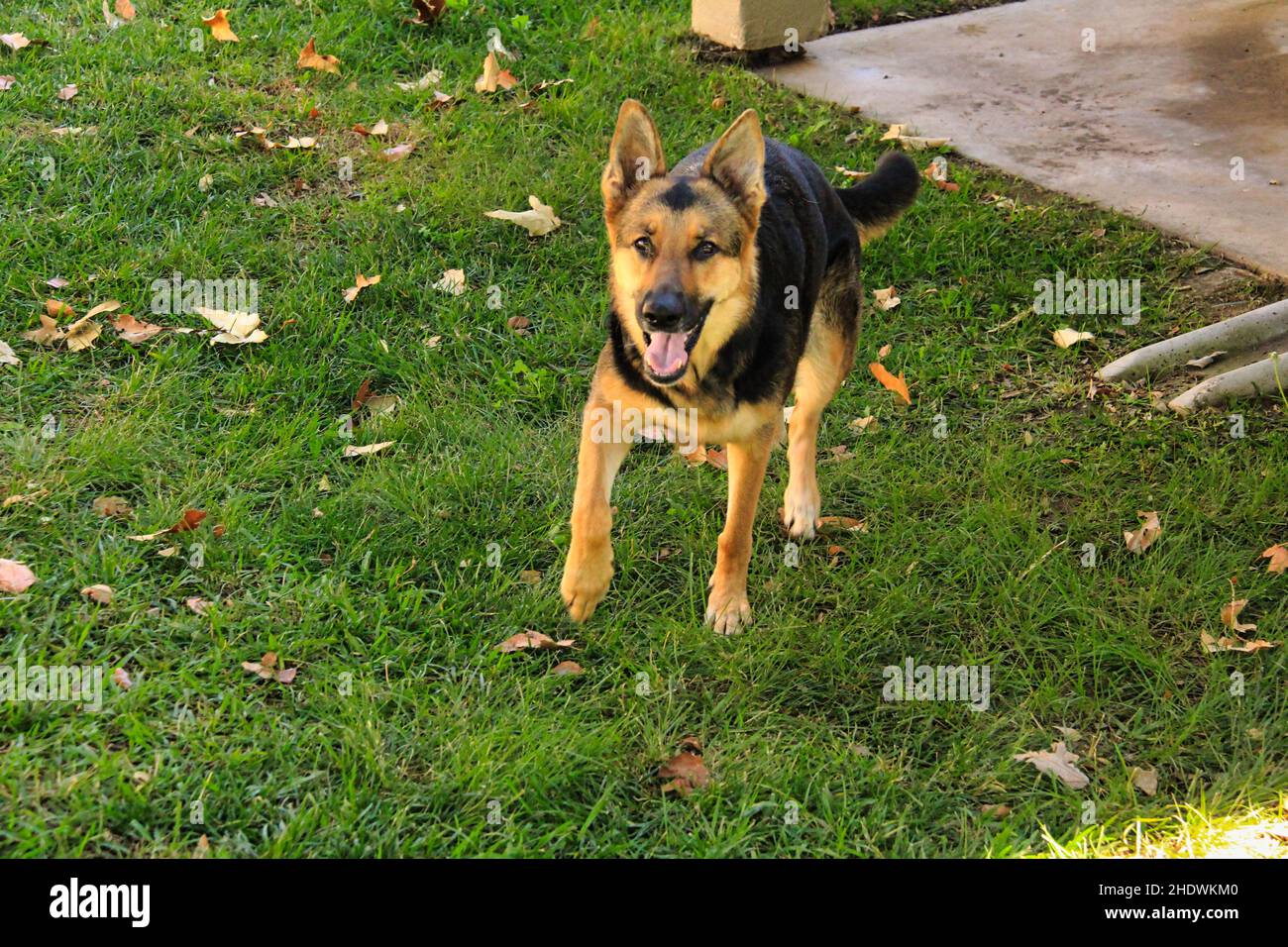 Eine Nahaufnahme des deutschen Schäfers im Garten. Stockfoto