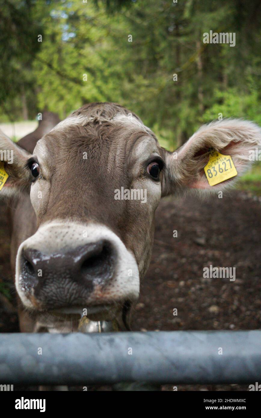 Vertikale Aufnahme einer niedlichen Kuh, die die Kamera anschaut Stockfoto