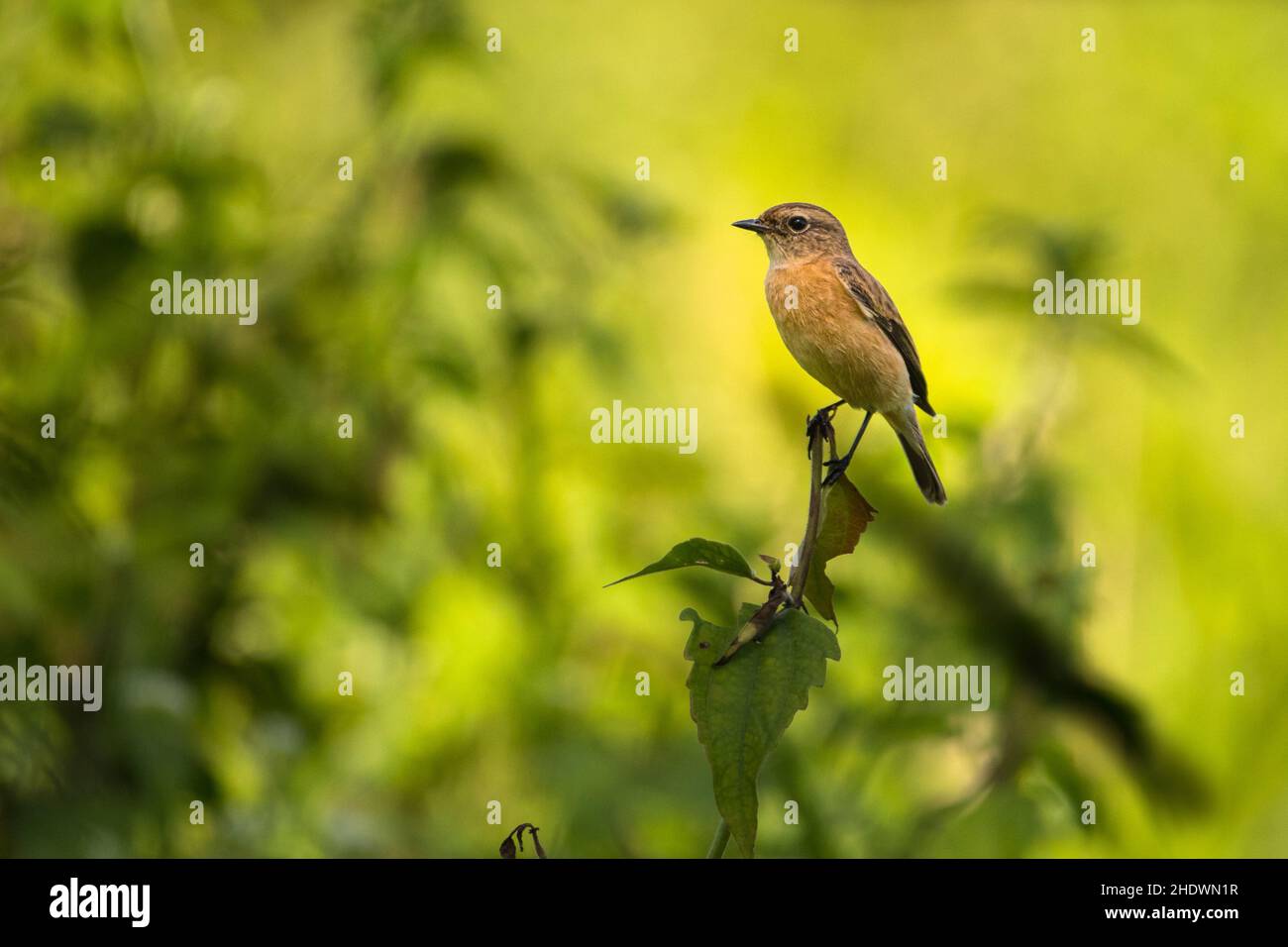 Sibirischer Steinechat, Saxicola maurus, Vietnam Stockfoto