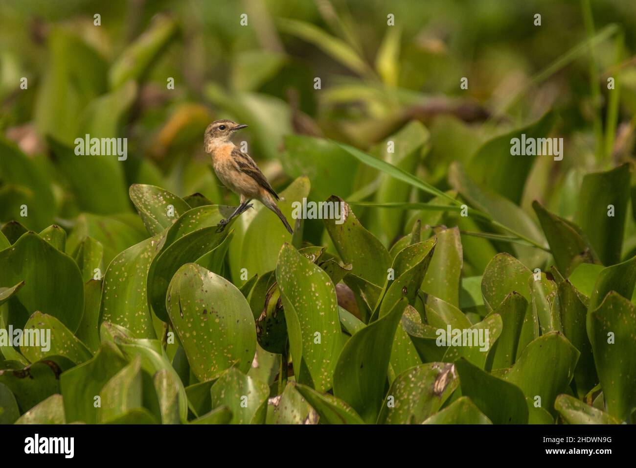 Sibirischer Steinechat, Saxicola maurus, Vietnam Stockfoto