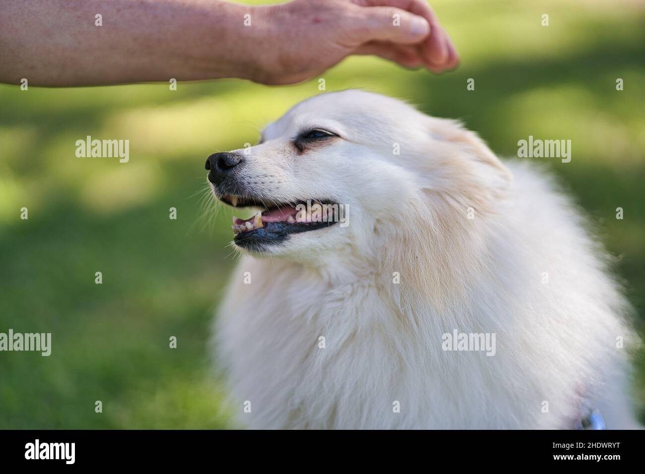 Nahaufnahme einer Person, die tagsüber einen weißen japanischen Spitz im Gras streicheln soll Stockfoto