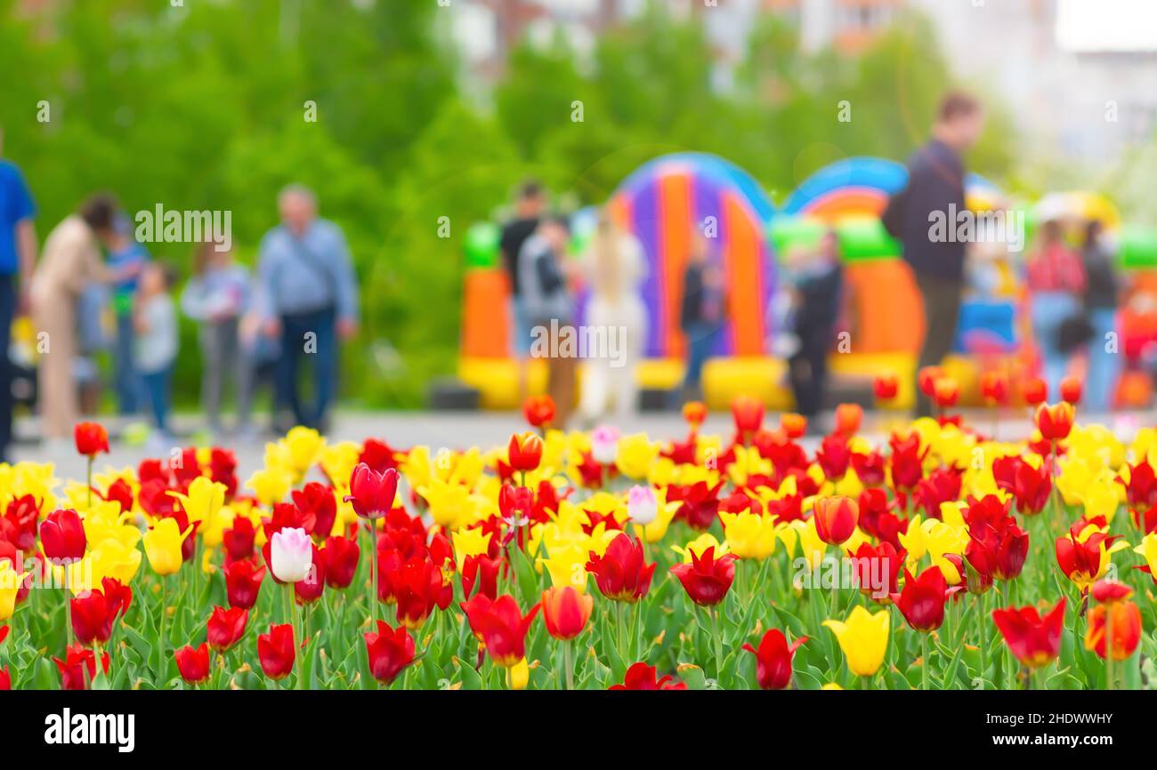 Blick auf die bunten Knospen von Tulpen im Stadtpark Stockfoto