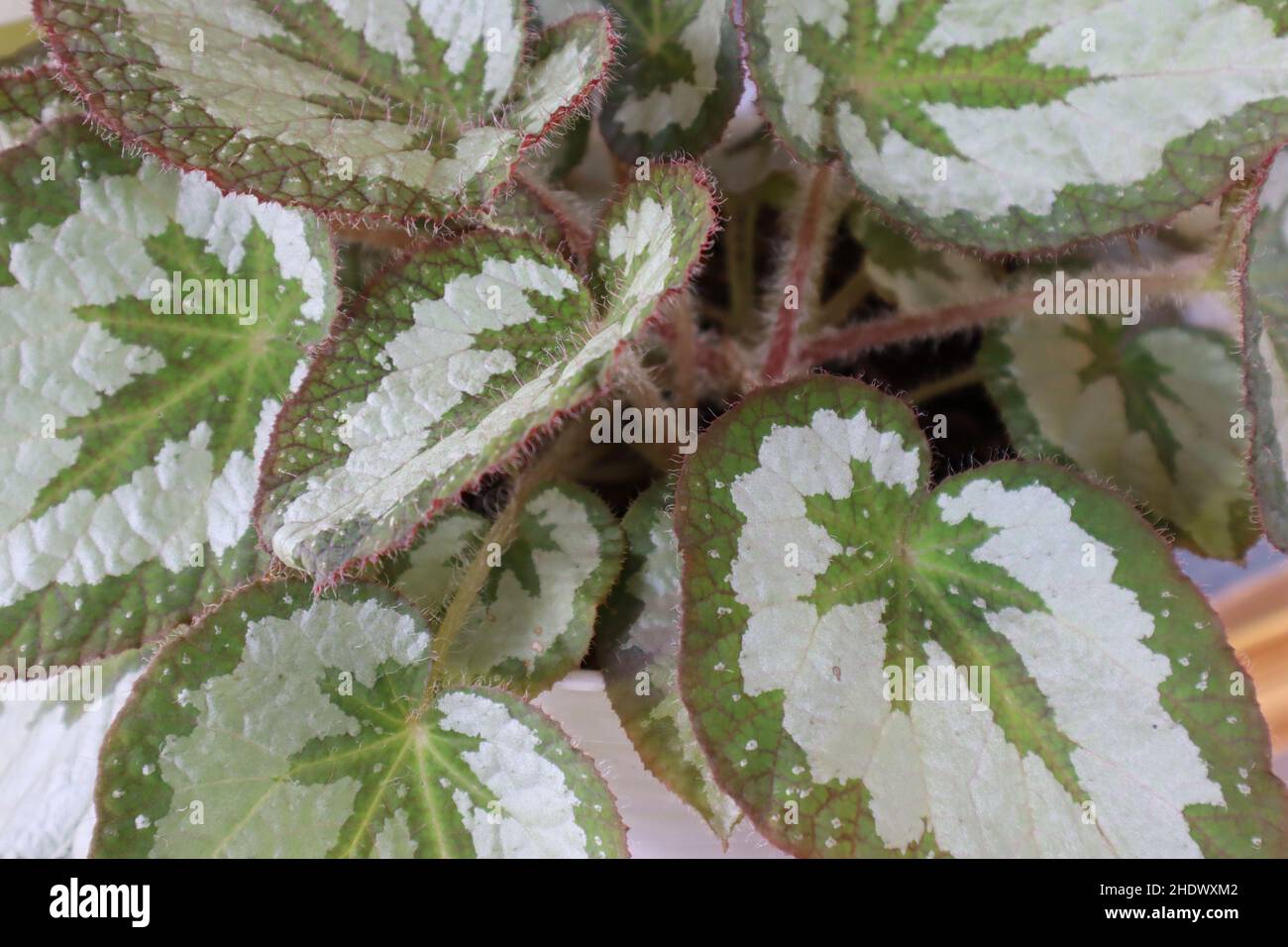 Farbenfrohe und frische Pflanze im Garten im Süden Kalimantan Indonesiens Stockfoto