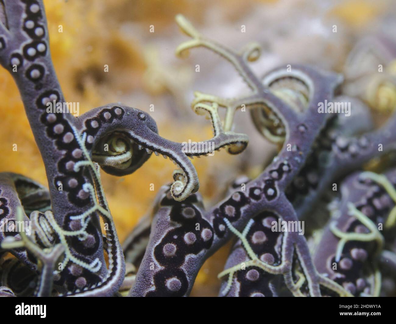 Korbstern (Astrocladus euryale) Nahaufnahme der verzweigten Densrills oder Arme des Sterns. Stockfoto