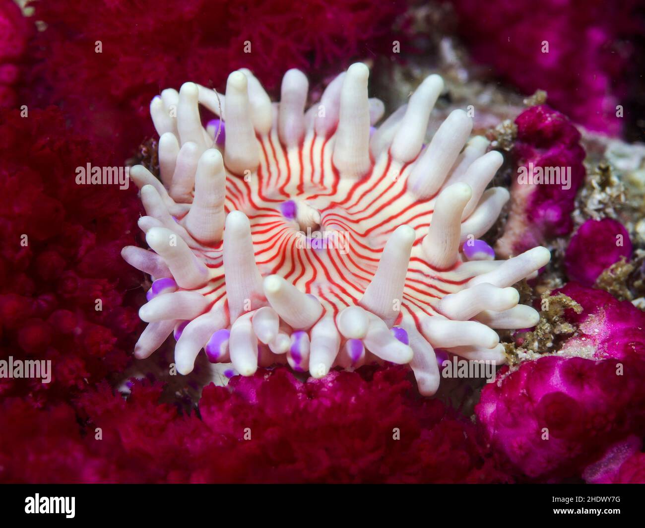 Nahaufnahme einer violett gefleckten Anemone unter Wasser (Anthopleura stephensoni). Weiß mit orangefarbenen bis roten Streifen. Umgeben von violetten weichen Korallen. Stockfoto