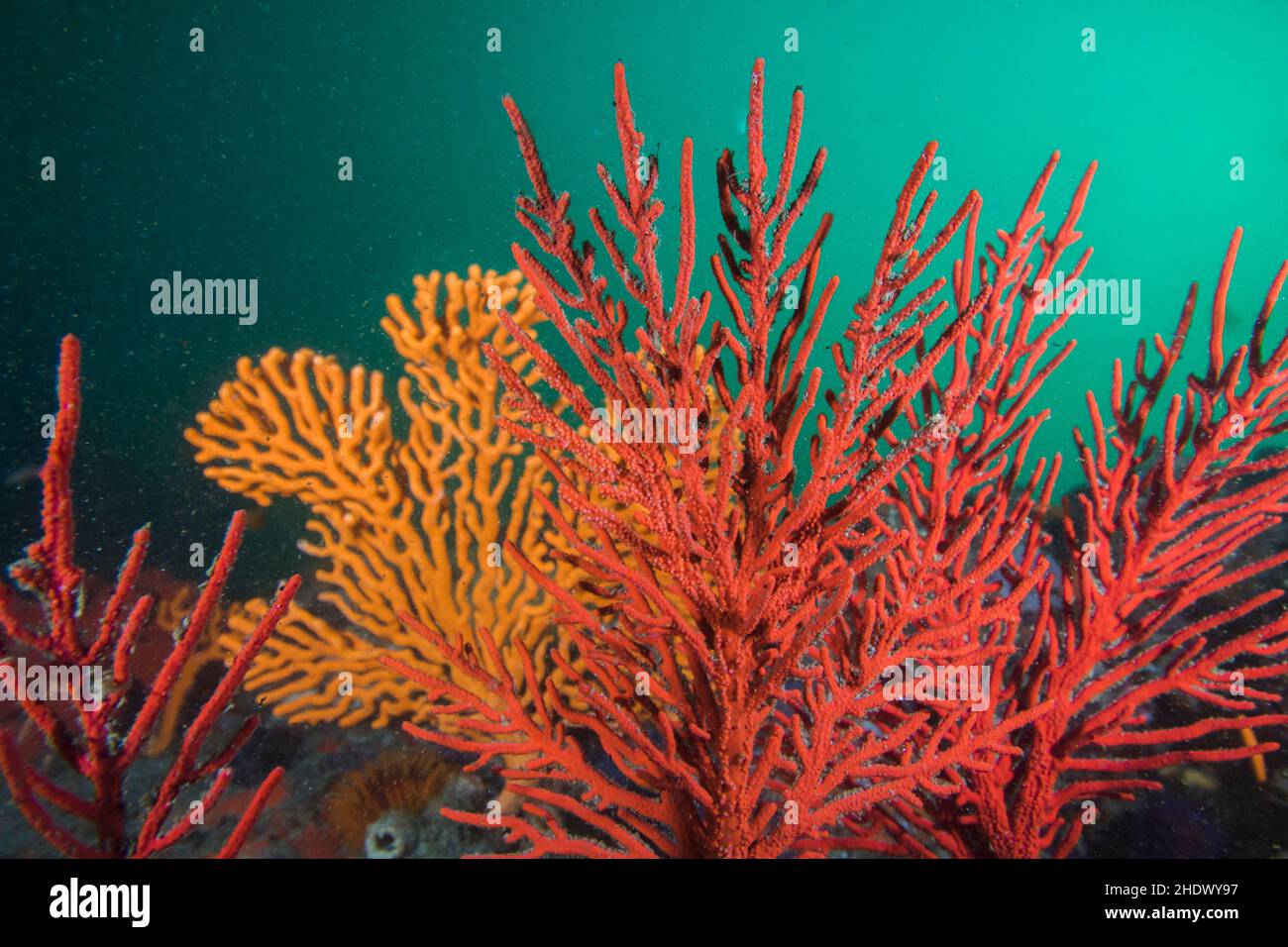 Nahaufnahme des Riffs mit den leuchtenden Farben der Korallenmeerglüter unter Wasser. Stockfoto