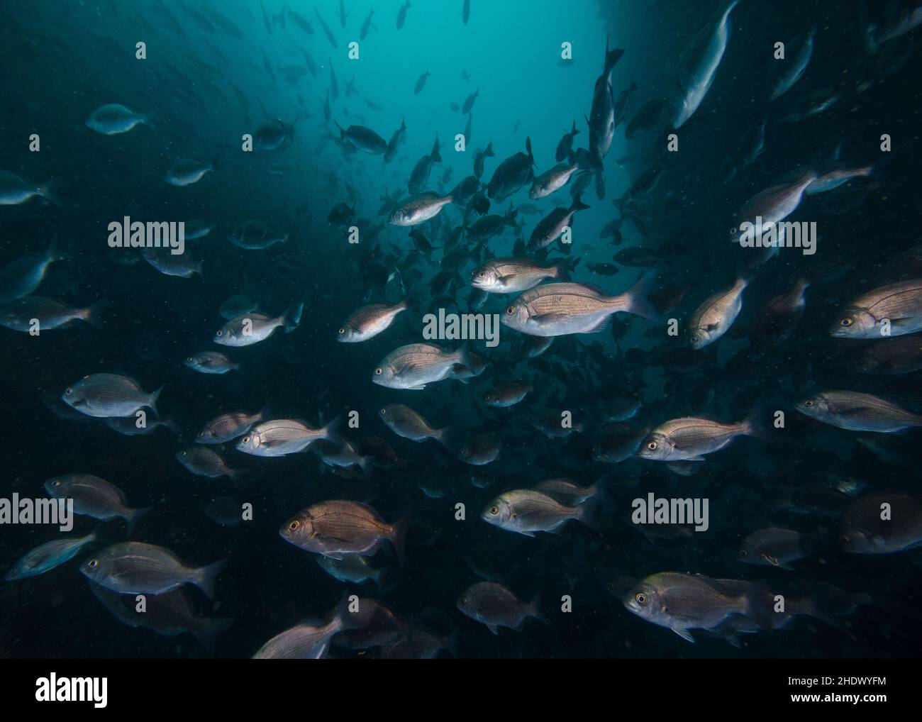 Schule der silbernen Hottentotfische unter Wasser (Pachymetopon blochii), die im tiefen Wasser schwimmen, mit blauem Wasserhintergrund. Stockfoto