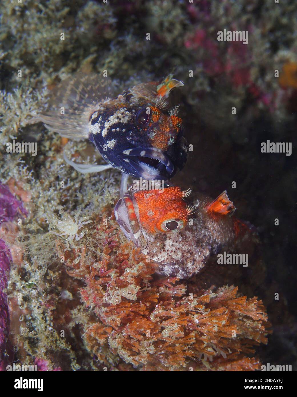 Zwei Kaptriplefin-Blenny-Fische nebeneinander unter Wasser (Cremnochorites capensis) mit Blick auf die Kamera, die auf dem Riff camoflaged ist. Leuchtend orange, braun Stockfoto