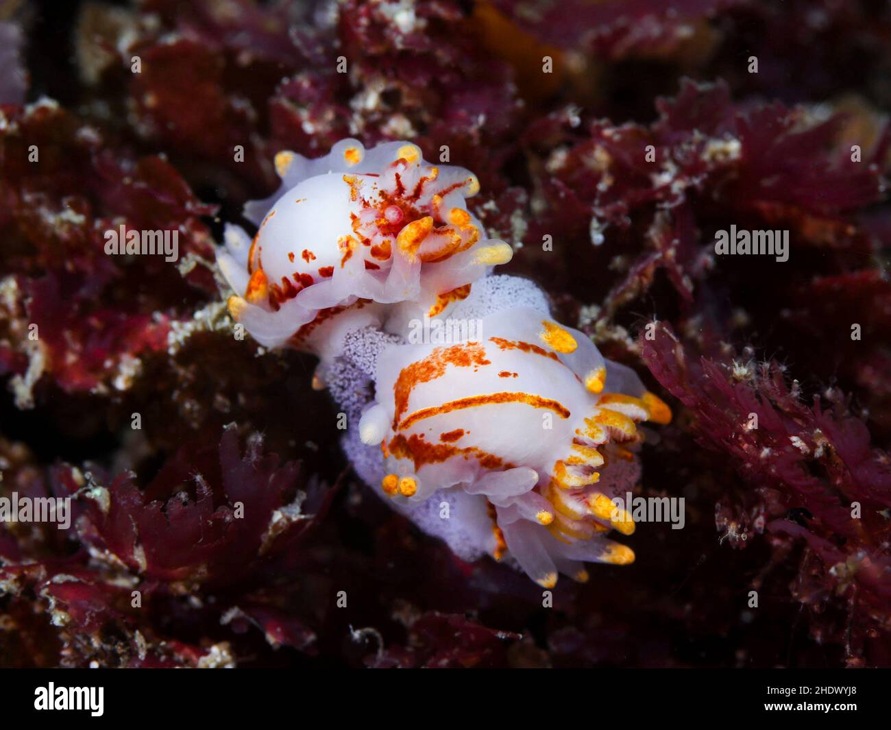 Zwei Fiery Nacktschnecken oder Seeschnecken unter Wasser (Okenia amoenula) sitzen zusammen mit einer Eimasse. Weiße Körper mit orangefarbenen Linien und Flecken, numerou Stockfoto