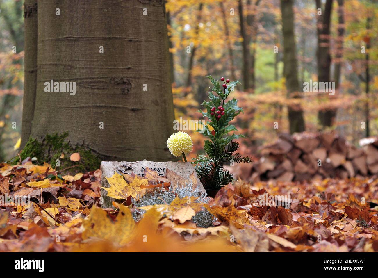 Wald, Friedhof, Urnengrab, Waldbestattung, Wälder, Holz, Wald, Wald Stockfoto