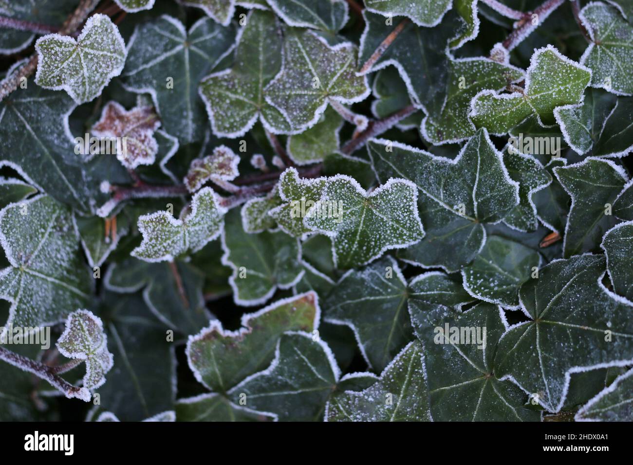 Frost, Efeu, Frost, Efeu Stockfotografie - Alamy