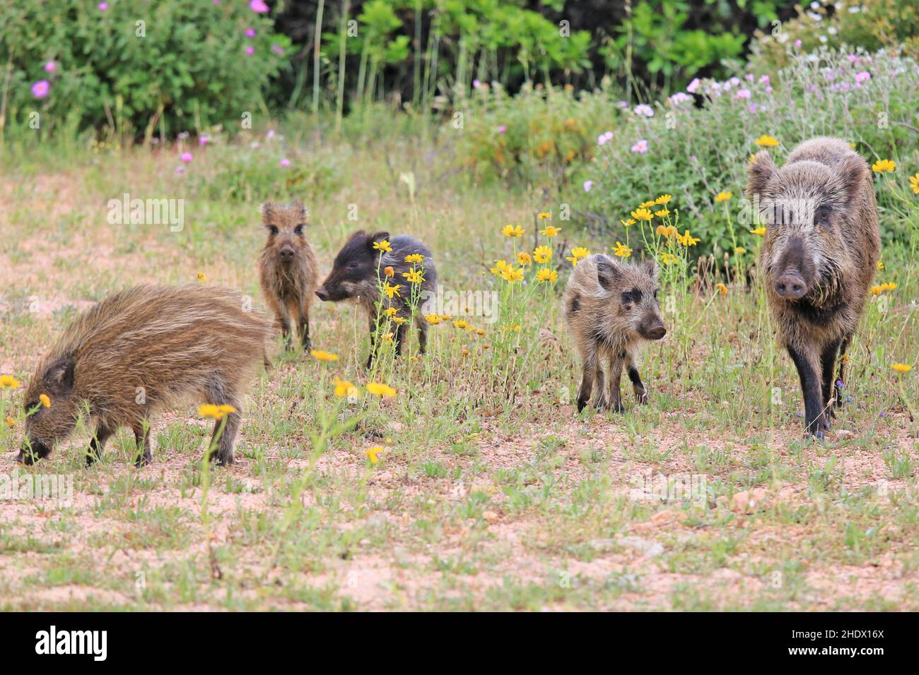 Wildsaue, Ferkel, Wildsauen, Ferkel Stockfoto