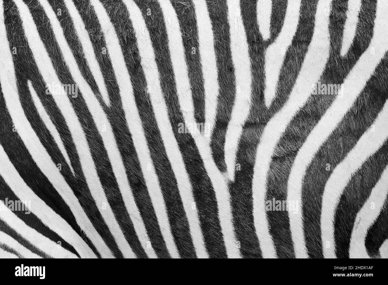 Zebrastreifen, Zebramuster, Fell, Zebrastreifen, Zebrastreifen, Pelze Stockfoto