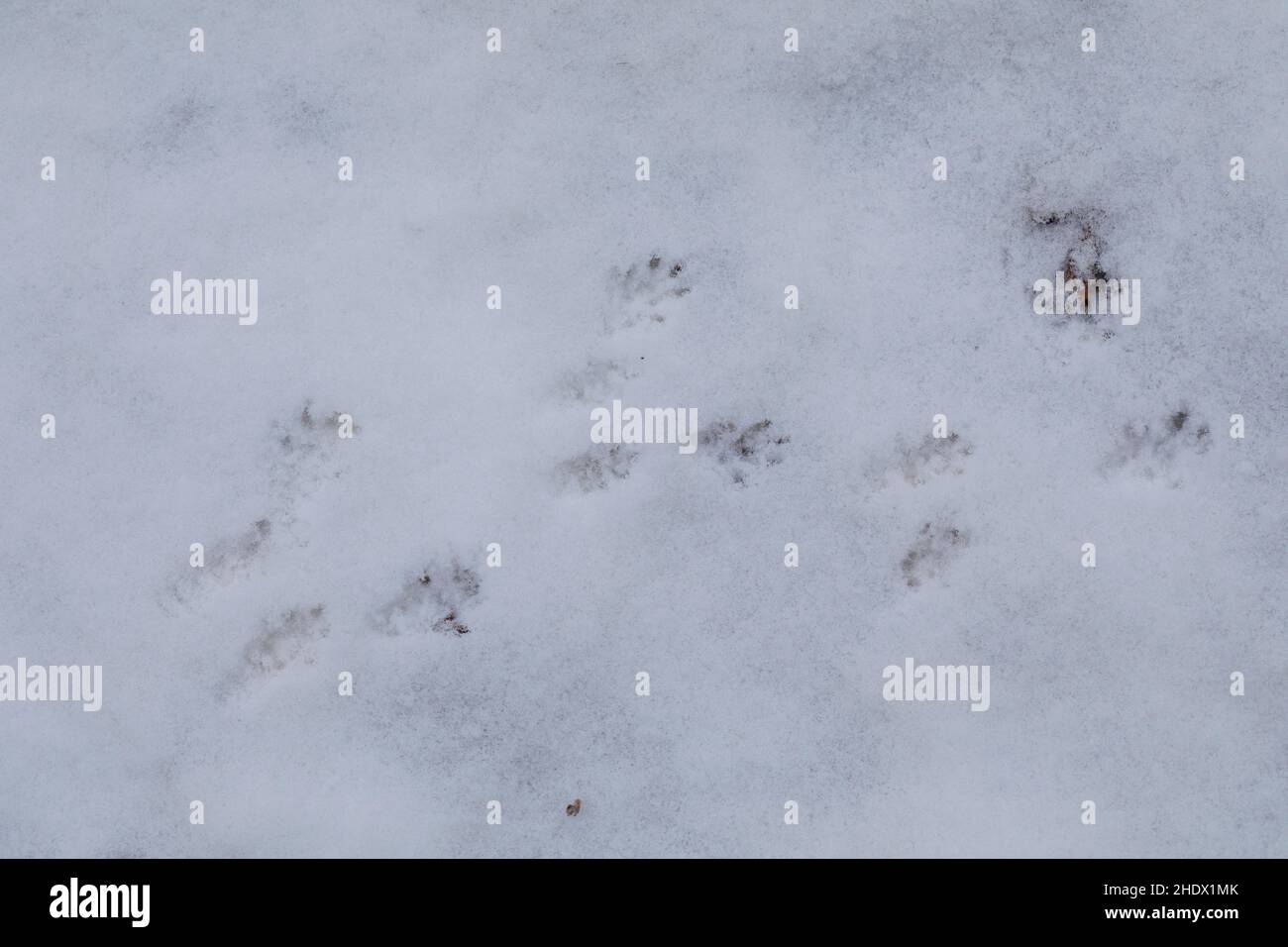 Wanderratte, Trittsiegel, Fährte, Spurengruppe im Schnee, WanderRatte