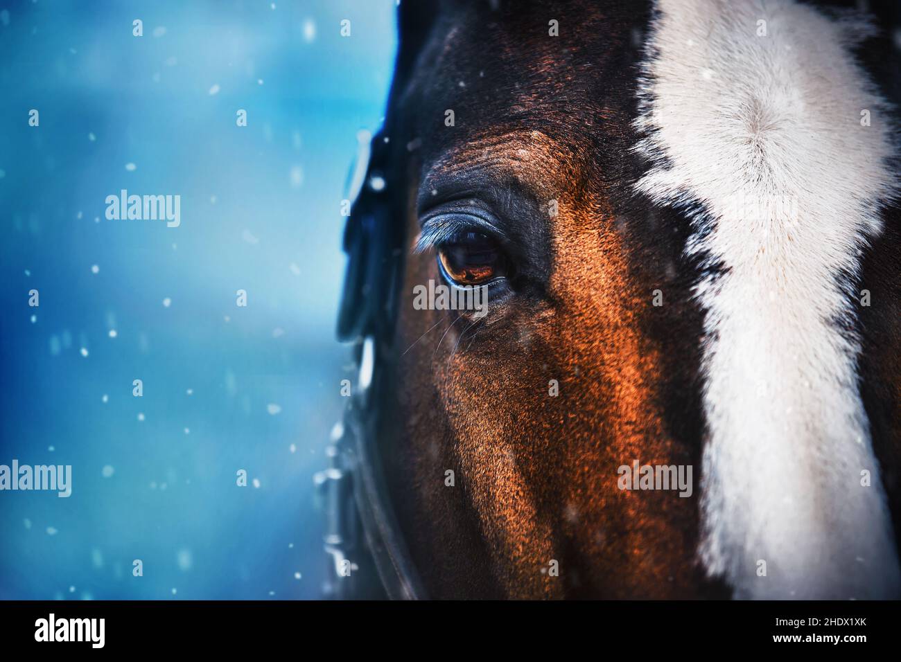 Ein Nahaufnahme-Porträt eines schönen Lorbeerpferdes mit braunen Augen und einem Zaumzeug an der Schnauze an einem kalten verschneiten Wintertag. Weihnachten. Pferdesport in Wint Stockfoto