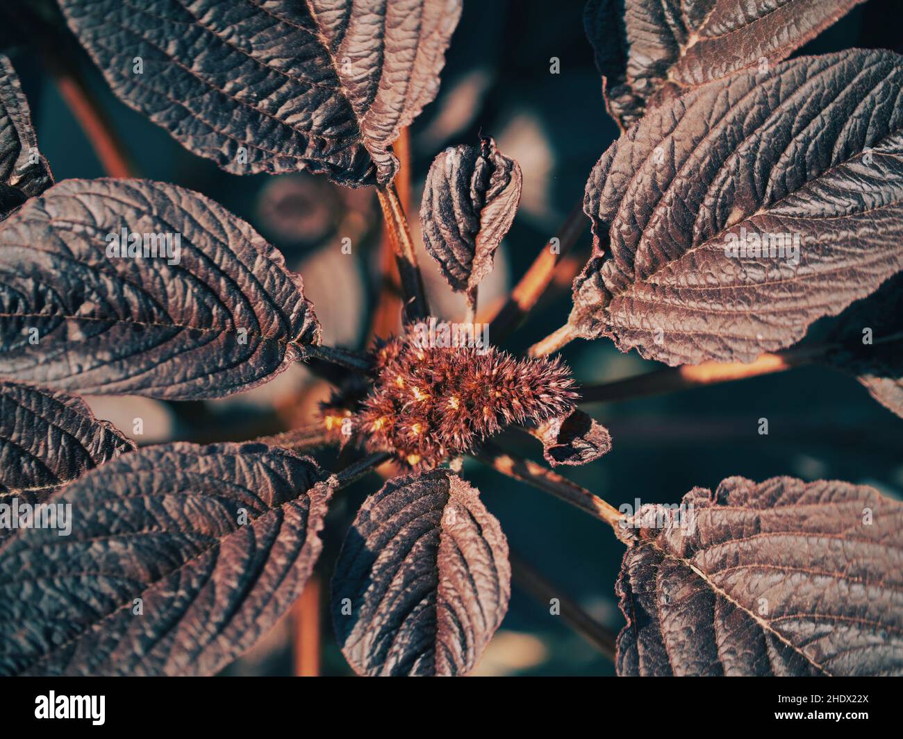 Amaranth Blume und Blätter, Nahaufnahme. Amaranth jede Pflanze der Gattung Amaranthus, die in der Regel kleine grüne, rote oder lila gefärbte Blüten hat. Stockfoto