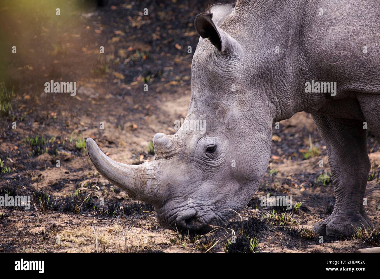 Eine Nahaufnahme eines weißen Nashorns, Seitenprofil seines Kopfes. Stockfoto
