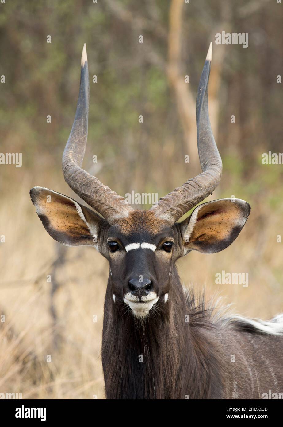 Ein Nahaufnahme-Porträt einer Nyala (Tragelaphus angasii)-Antilope, die die Kamera mit seinen langen Hörnern, großen Ohren und seinem schönen dunkelbraunen Mantel anschaut. Stockfoto