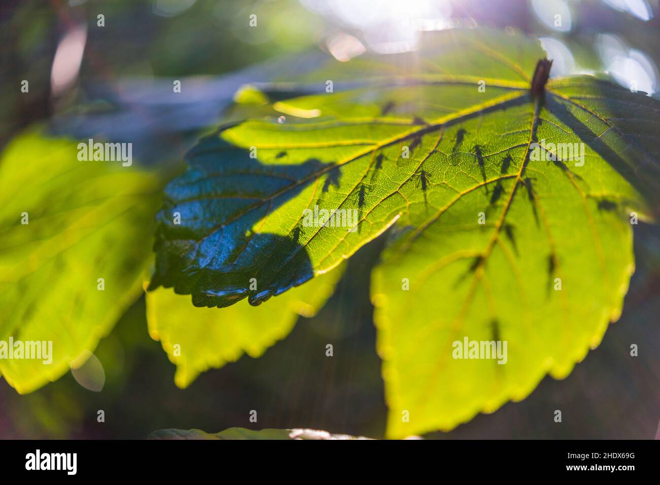 Hintergrundbeleuchtung, Blatt, fliegendes Insekt, hinterleuchtet, Blätter, Fliegende Insekten Stockfoto