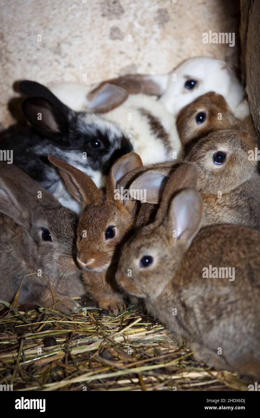 Vogelnest, Kaninchen, Vogelnester, Kaninchen Stockfoto