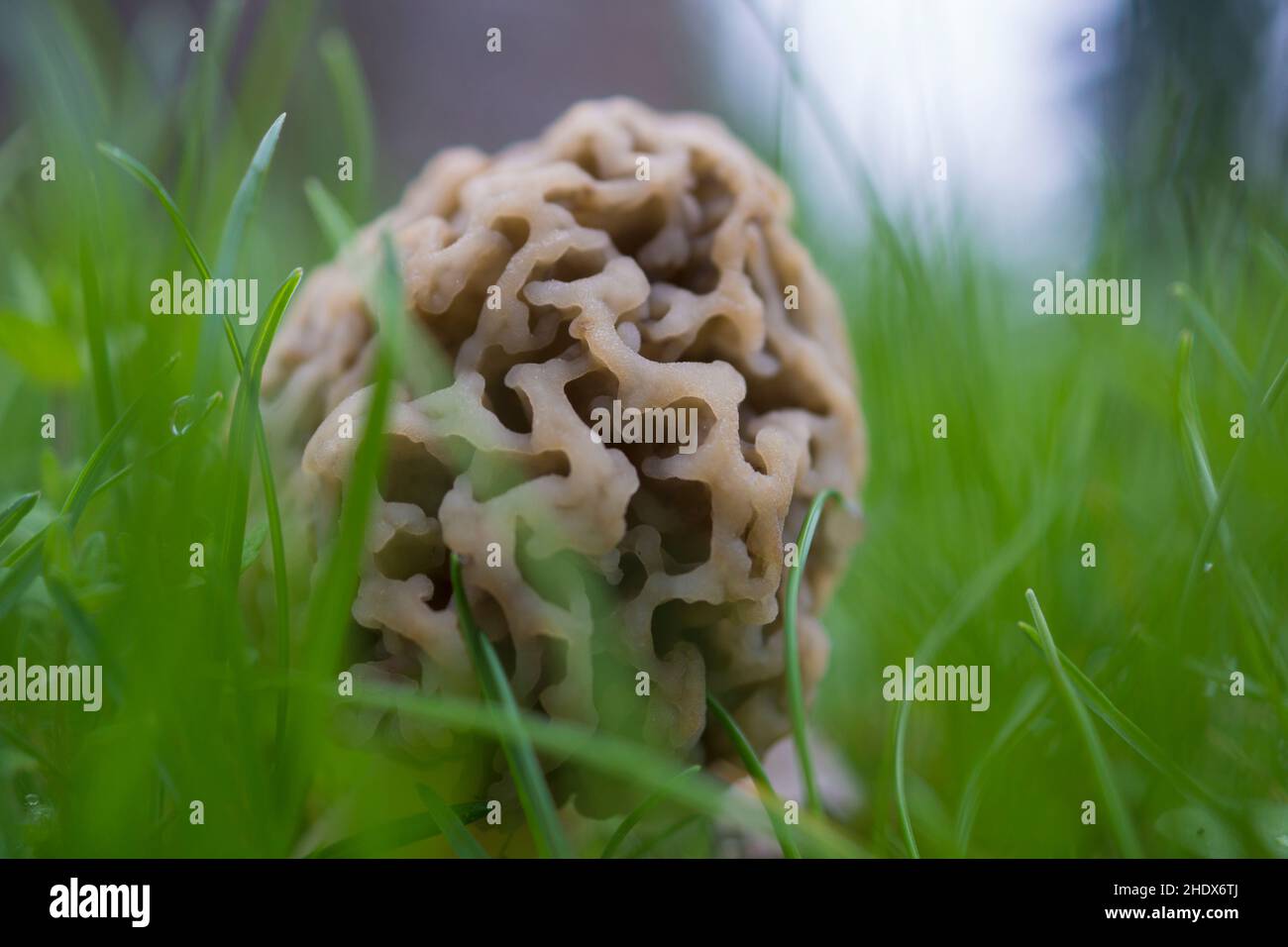 morchella, Morchellen, Stockfotografie Alamy