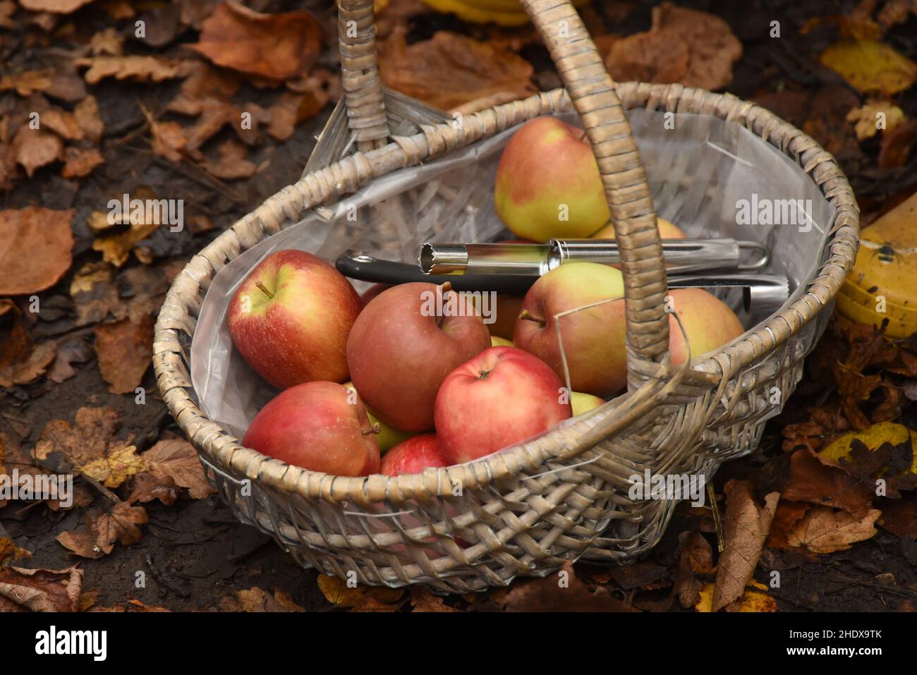 Äpfel in einem Korb Stockfoto