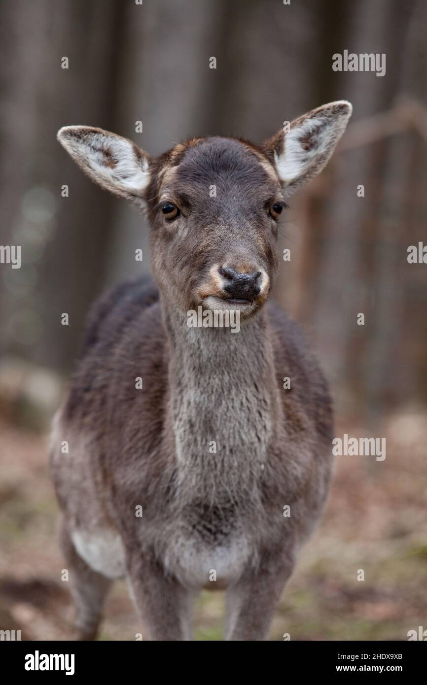 Mufflons, wilde Schafe, Mufflons, wilde Schafe Stockfoto